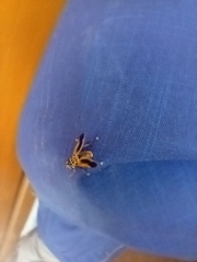 Trichopoda pictipennis