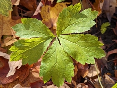 Sanicula marilandica