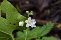 Echinopepon racemosus