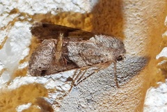 Chaoboridae