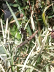 Kapogea sellata