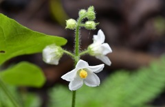 Echinopepon racemosus
