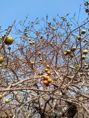 Spondias purpurea