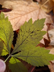 Sanicula marilandica