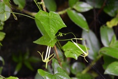 Rytidostylis gracilis