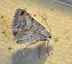 Digrammia pallorata