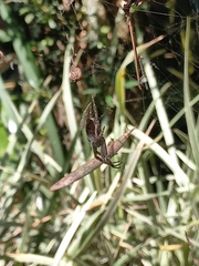 Kapogea sellata