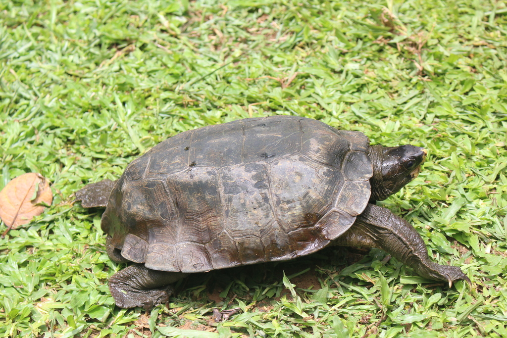 Malayan Flat-shelled Turtle in August 2018 by DENI PARLINDUNGAN ...