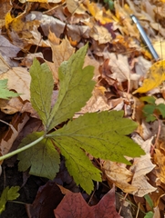 Sanicula marilandica