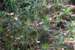 Dracophyllum secundum