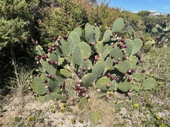 Opuntia tunoidea