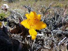 Alstroemeria patagonica