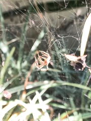 Kapogea sellata