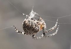 Araneus angulatus