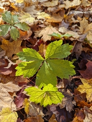 Sanicula marilandica