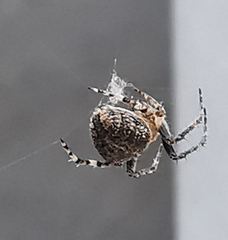Araneus angulatus