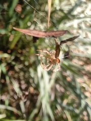 Kapogea sellata