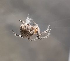Araneus angulatus