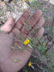 Tagetes