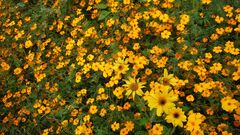 Tagetes