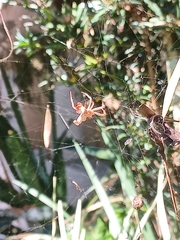 Kapogea sellata