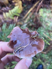 Collybiopsis villosipes