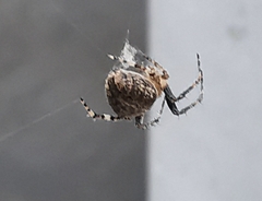 Araneus angulatus