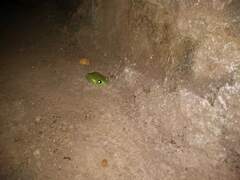 Agalychnis dacnicolor