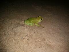 Agalychnis dacnicolor