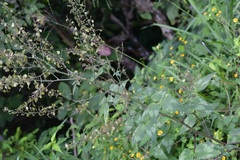 Desmodium nicaraguense