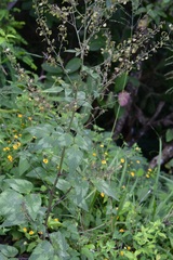 Desmodium nicaraguense