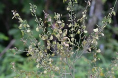 Desmodium nicaraguense