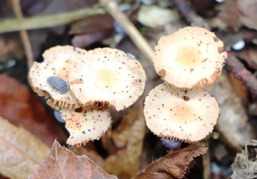 Tetrodontophora bielanensis, Baljkovica, Bosnia and Herzegovina, photo 8 of 10