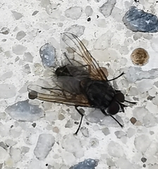 Musca domestica