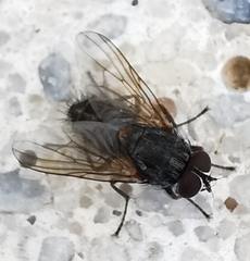 Musca domestica