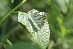 Appias libythea olferna