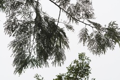 Leucaena diversifolia
