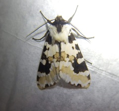 Elysius melaleuca