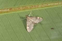 Deuterophysa
