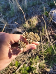 Tanacetum achilleifolium