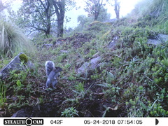 Sciurus oculatus tolucae