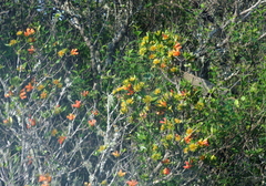 Burchellia bubalina