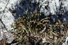 Selaginella arenicola
