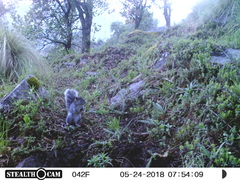 Sciurus oculatus tolucae