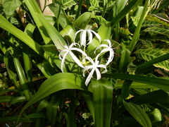 Crinum amoenum