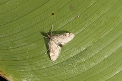 Deuterophysa