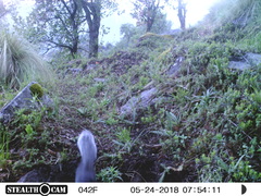 Sciurus oculatus tolucae