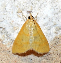 Helvibotys helvialis
