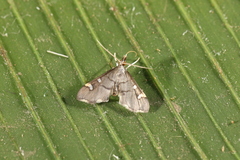Deuterophysa
