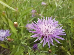 Centaurea jacea